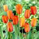 Tulipan El Nino - GIGA paczka! - 250 szt.