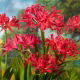 Nerine Pearls of Cherry - duża paczka! - 10 szt.