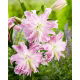 Lilia - Lotus Elegance - orientalna, pełna - GIGA paczka! - 50 szt.
