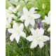 Lilia - Lotus Pure - orientalna, pełna - duża paczka! - 10 szt.