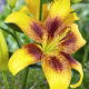 Lilia - Yellow Brush - GIGA paczka! - 50 szt.
