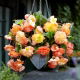 Begonia zwisająca - Splendide Ballerina - duża paczka! - 20 szt.