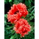 Mak wschodni - Garden Glory - GIGA paczka! - 50 szt.