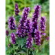 Agastache, Kłosowiec - Black Adder - duża paczka! - 10 szt.