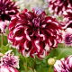 Dalia - Tartan - GIGA paczka! - 50 szt.