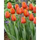 Tulipan Worlds Friend - GIGA paczka! - 250 szt.