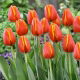 Tulipan Worlds Friend - GIGA paczka! - 250 szt.