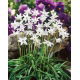Ipheion - Ifejon - White Star - duża paczka! - 100 szt.