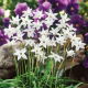 Ipheion - Ifejon - White Star - GIGA paczka! - 500 szt.