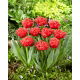 Tulipan Bendigo - 5 szt.