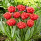 Tulipan Bendigo - GIGA paczka! - 250 szt.