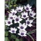 Tulipan Alba Coerulea Ocul - 5 szt.