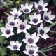 Tulipan Alba Coerulea Ocul - 5 szt.