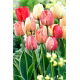 Tulipan Silverstream - GIGA paczka! - 250 szt.