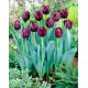 Tulipan Blackjack - GIGA paczka! - 250 szt.