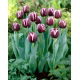 Tulipan Jackpot - GIGA paczka! - 250 szt.