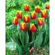 Tulipan Residence - GIGA paczka! - 250 szt.