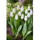 Tulipan White Dynasty - GIGA paczka! - 250 szt.