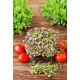 Microgreens - Mizuna czerwona - młode listki o unikalnym smaku - 100 gram
