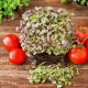 Microgreens - Mizuna czerwona - młode listki o unikalnym smaku - 100 gram