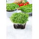 Microgreens - Mizuna zielona - młode listki o unikalnym smaku - 100 gram