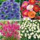 Nasiona kwiatów polnych - zestaw 4 odmian