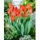 Tulipan Fidelio - GIGA paczka! - 250 szt.