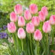 Tulipan First Class - GIGA paczka! - 250 szt.