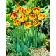 Tulipan Golden Nizza - GIGA paczka! - 250 szt.