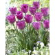 Tulipan Magic Lavender - GIGA paczka! - 250 szt.