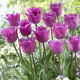 Tulipan Magic Lavender - GIGA paczka! - 250 szt.