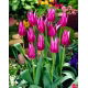 Tulipan Maytime - GIGA paczka! - 250 szt.