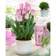 Tulipan Miss Elegance - GIGA paczka! - 250 szt.