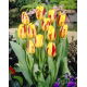 Tulipan Washington - GIGA paczka! - 250 szt.