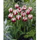 Tulipan Zurel - duża paczka! - 50 szt.