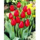 Tulipan Hollandia - GIGA paczka! - 250 szt.