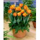Tulipan Orange Princess - duża paczka! - 50 szt.