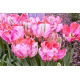Tulipan Elsenburg - GIGA paczka! - 250 szt.