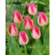 Tulipan Page Polka - GIGA paczka! - 250 szt.
