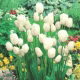 Tulipan White Bouquet - duża paczka! - 50 szt.