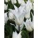 Tulipan White Wings - GIGA paczka! - 250 szt.