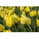 Tulipan Golden Glasnost - GIGA paczka! - 250 szt.