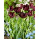 Tulipan Frozen Night - GIGA paczka! - 250 szt.