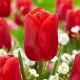 Tulipan Red Jimmy - GIGA paczka! - 250 szt.