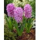 Hiacynt Amethyst - GIGA paczka! - 150 szt.