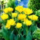 Tulipan Monte Carlo - GIGA paczka! - 250 szt.