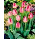 Tulipan Judith Leyster - GIGA paczka! - 250 szt.