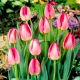 Tulipan Judith Leyster - GIGA paczka! - 250 szt.