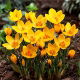 Krokus Goldilocks - GIGA paczka! - 500 szt.