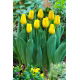 Tulipan Caractere - GIGA paczka! - 250 szt.